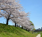 那珂川河畔桜並木